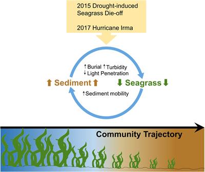 Impact of Extreme Disturbances on Suspended Sediment in Western Florida Bay: Implications for Seagrass Resilience